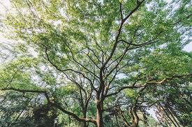 园林树木与化学资料